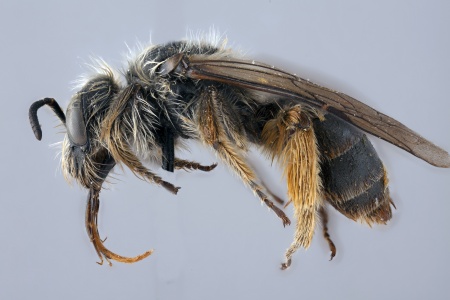 [Morawitzia panurgoides female (lateral/side view) thumbnail]
